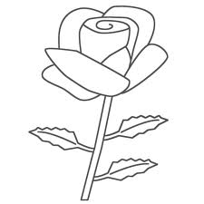 Rose 16